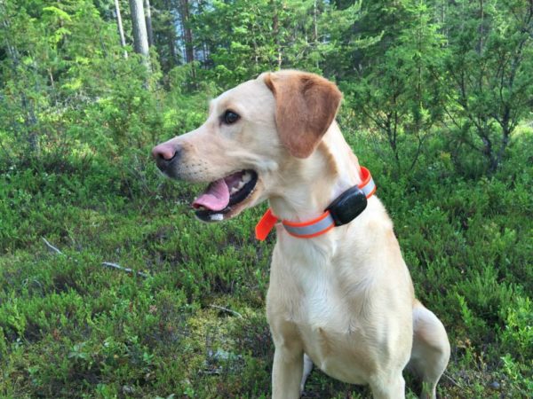 Collier GPS pour chien de chasse