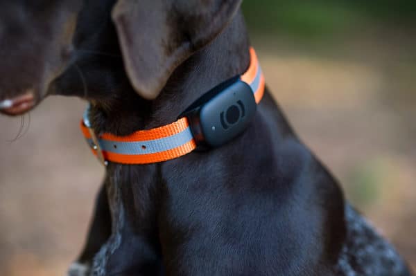 Collier GPS pour chien de chasse