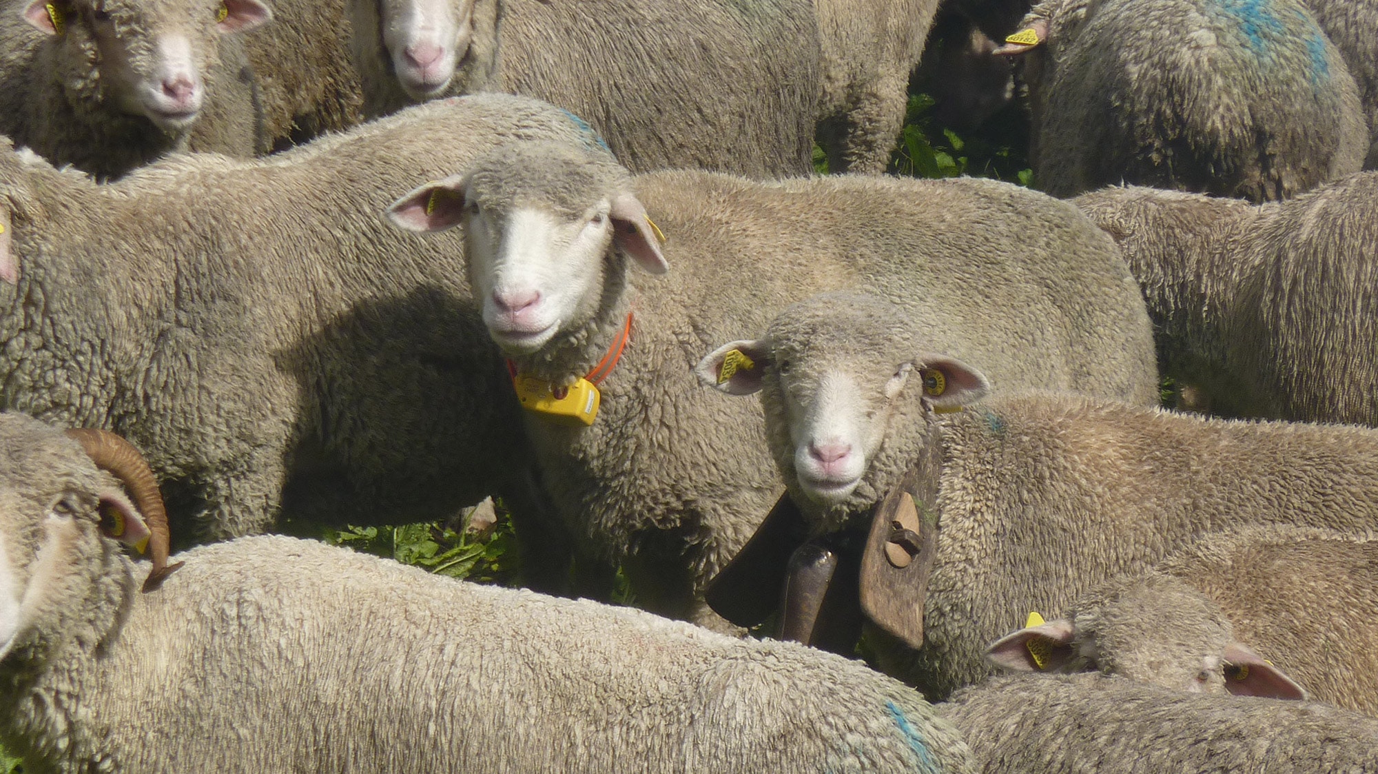 Collier GPS pour moutons