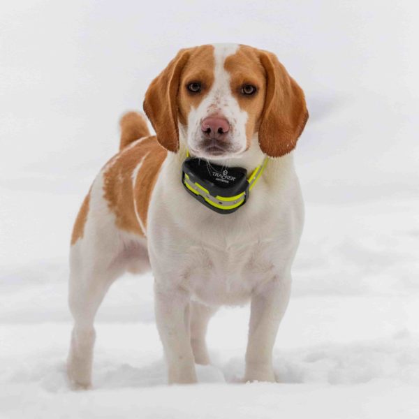 Collier de repérage tracker artemis sur chien dans neige