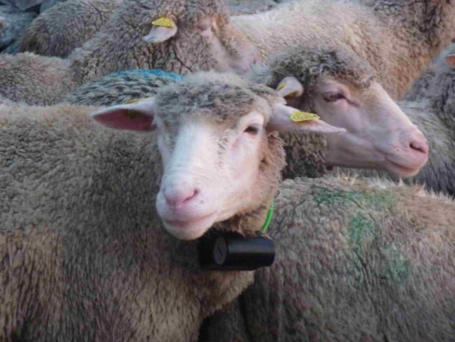 collier repérage gps troupeaux Collier de repérage GPS pour suivre les troupeaux de brebis et moutons