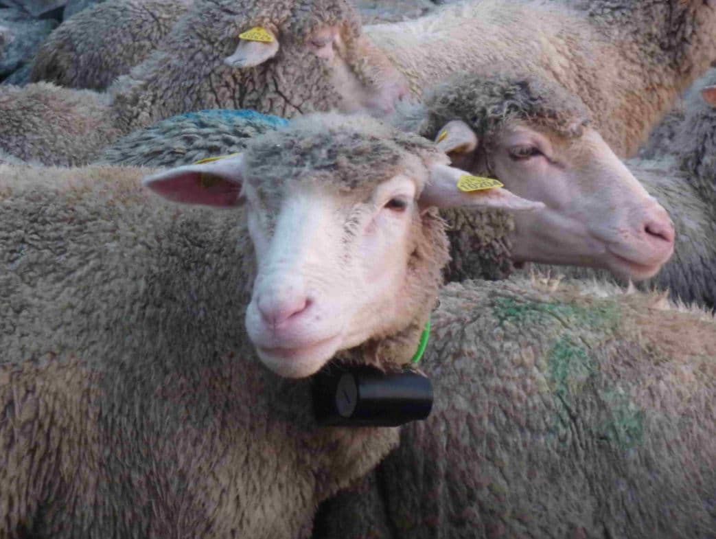 collier repérage gps troupeaux Collier de repérage GPS pour suivre les troupeaux de brebis et moutons