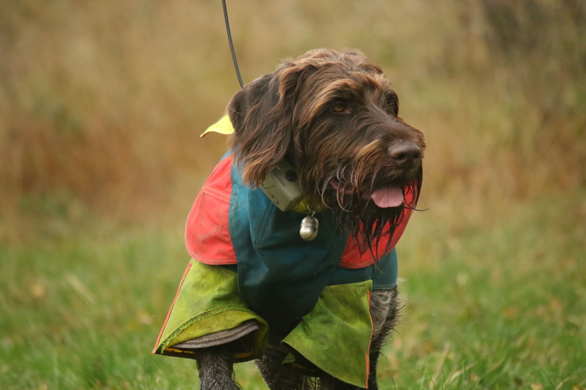 Collier GPS pour chien de chasse
