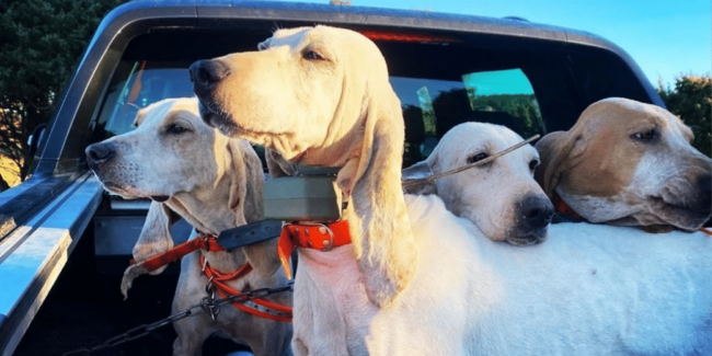 Optez pour un collier GPS sans abonnement pour votre chien de chasse Optez pour un collier GPS sans abonnement pour votre chien de chasse