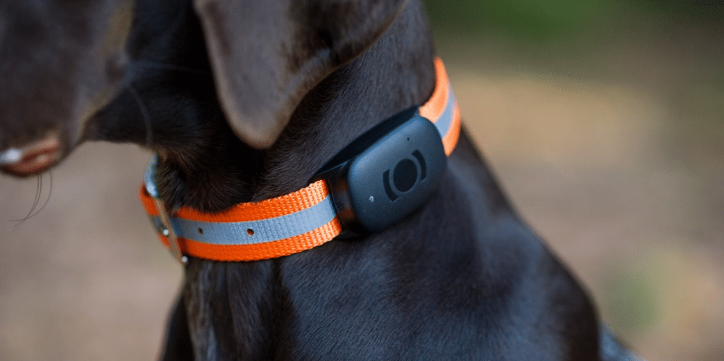 collier gps chien