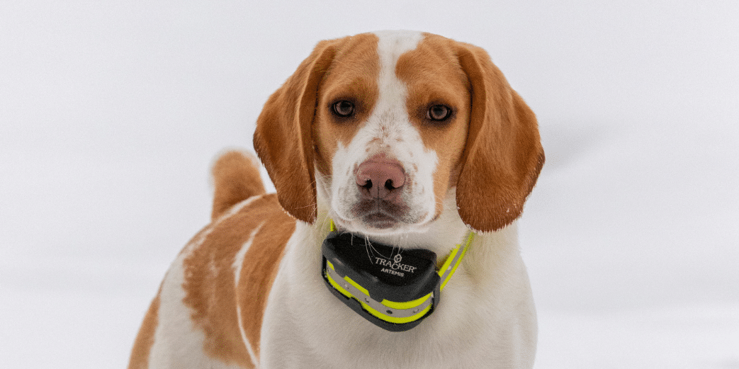 Comparatif colliers GPS pour chien de chasse - Geovie
