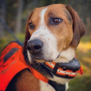 chien de chasse avec collier gps artemis