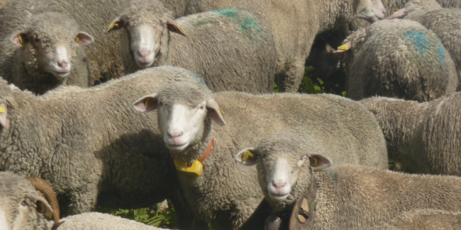 traceur-gps-brebis traceur-gps-brebis