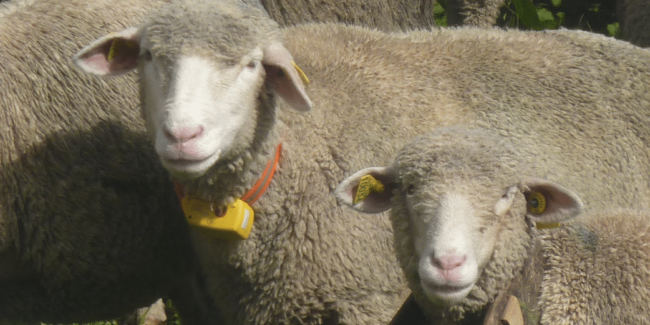 moutons collier gps moutons collier gps