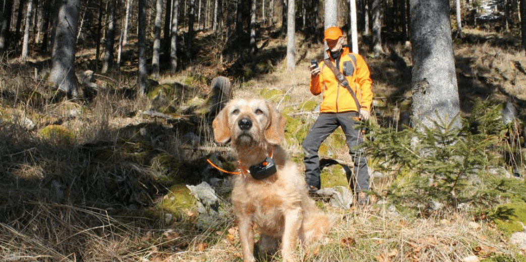 Le meilleur collier GPS pour chien de chasse sur smartphone - GEOVIE