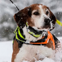 accessoire pour chien de chasse