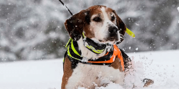 accessoire pour chien de chasse