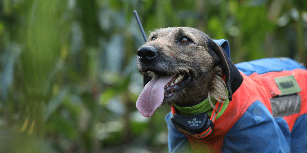 Comment localiser son chien ? - Grâce au collier de repérage GPS