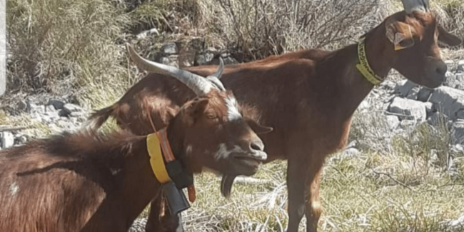 deux chèvres avec collier gps deux chèvres avec collier gps