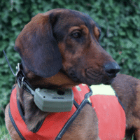 Collier GPS pour petit chien