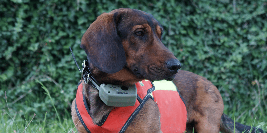 Collier GPS pour chien, repérage géolocalisation de chiens de chasse