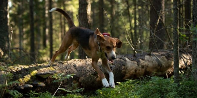 Sans titre (18) chien collier gps