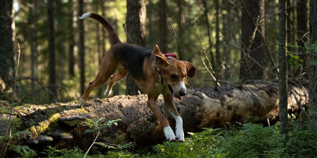 Sans titre (18) chien collier gps