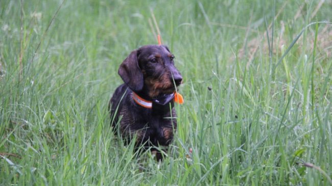 beagle2-1024×575 collier traceur chien