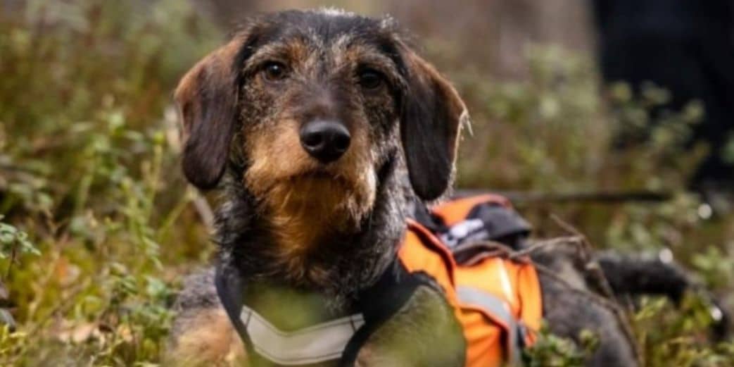 Collier GPS pour chien, repérage géolocalisation de chiens de chasse