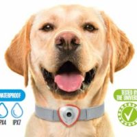 Répulsif anti tiques et puces pour chiens