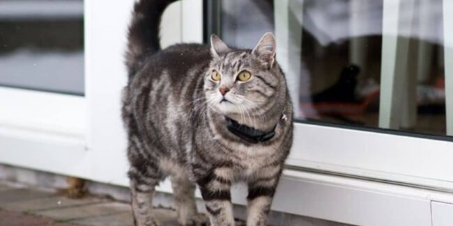 localiser chat – collier de reperage localiser chat
