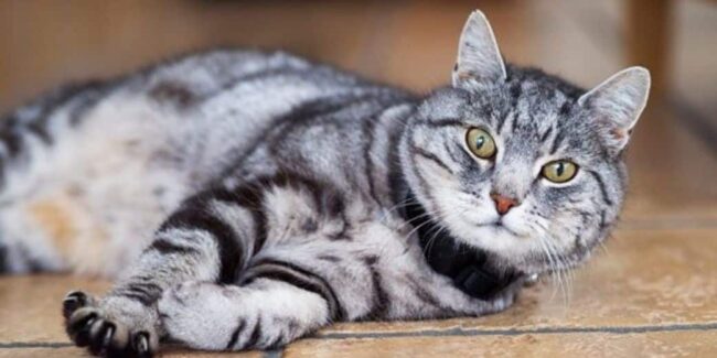 collier tracker chat collier tracker chat