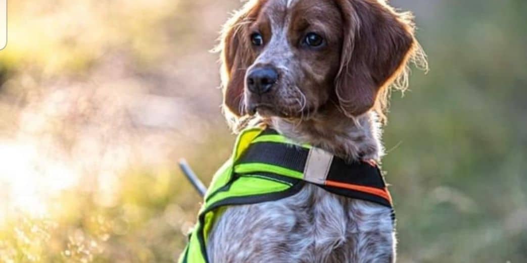 Les Avantages d'un Collier GPS pour Chien