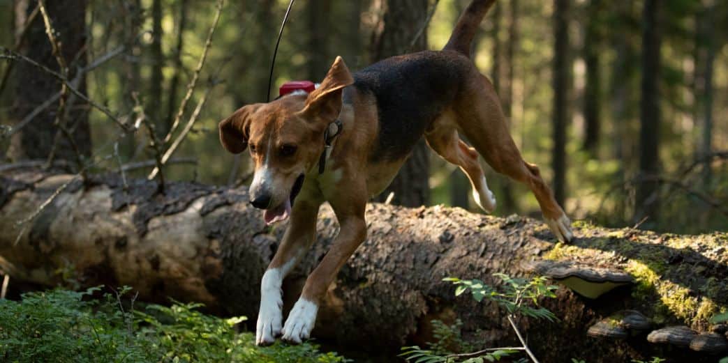 Avantages, fonctionnement et achat d'un collier GPS chien chasse