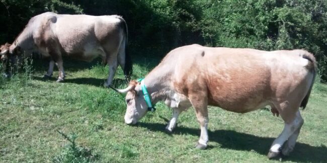 collier GPS vache collier GPS vache