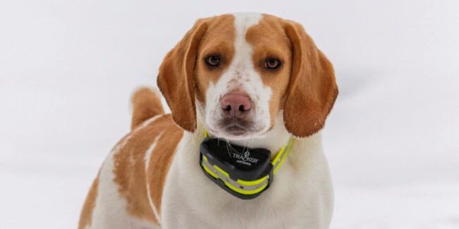 balise-de-geolocalisation-animaux balise de géolocalisation pour les aniamux