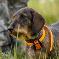 Tracker Bark sur un petit chien de chasse