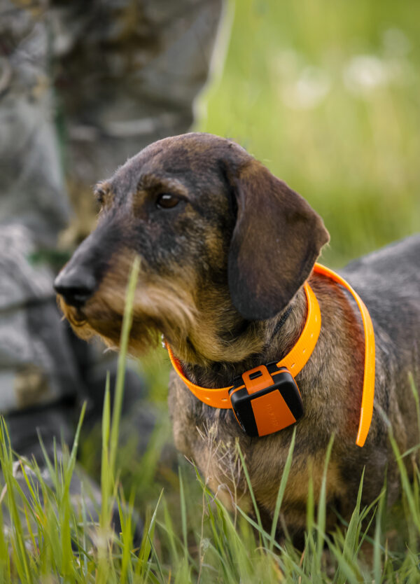 Tracker Bark sur un petit chien de chasse