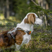 Balise Tracker Active sur chien