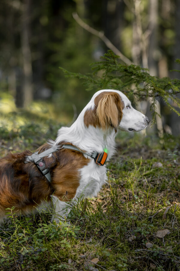 Balise Tracker Active sur chien