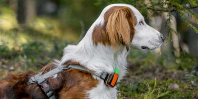 collier-connecte-chien collier connecté chien