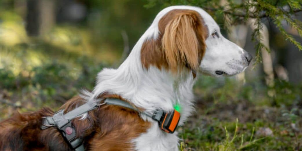 Meilleur collier GPS pour chien - GEOVIE