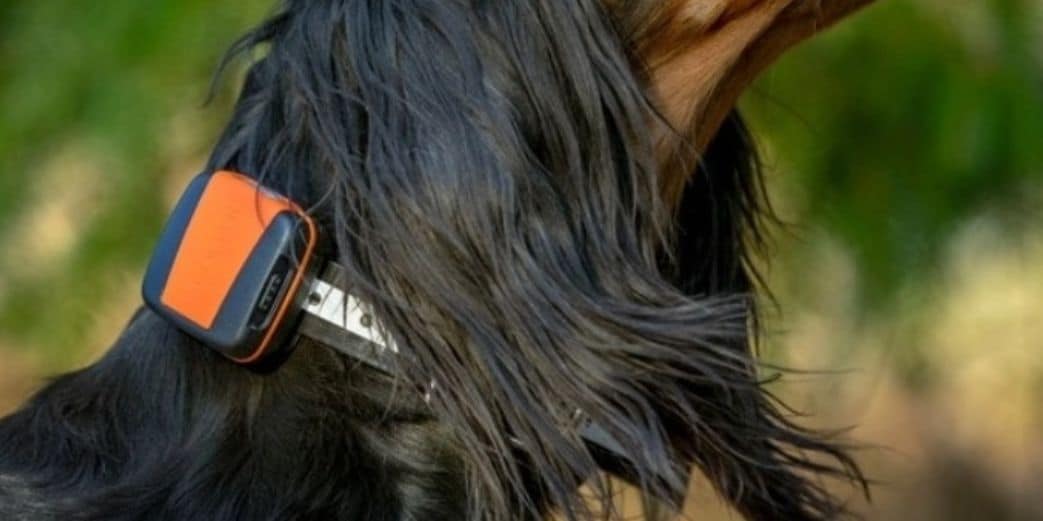 Avantages, fonctionnement et achat d'un collier GPS chien chasse