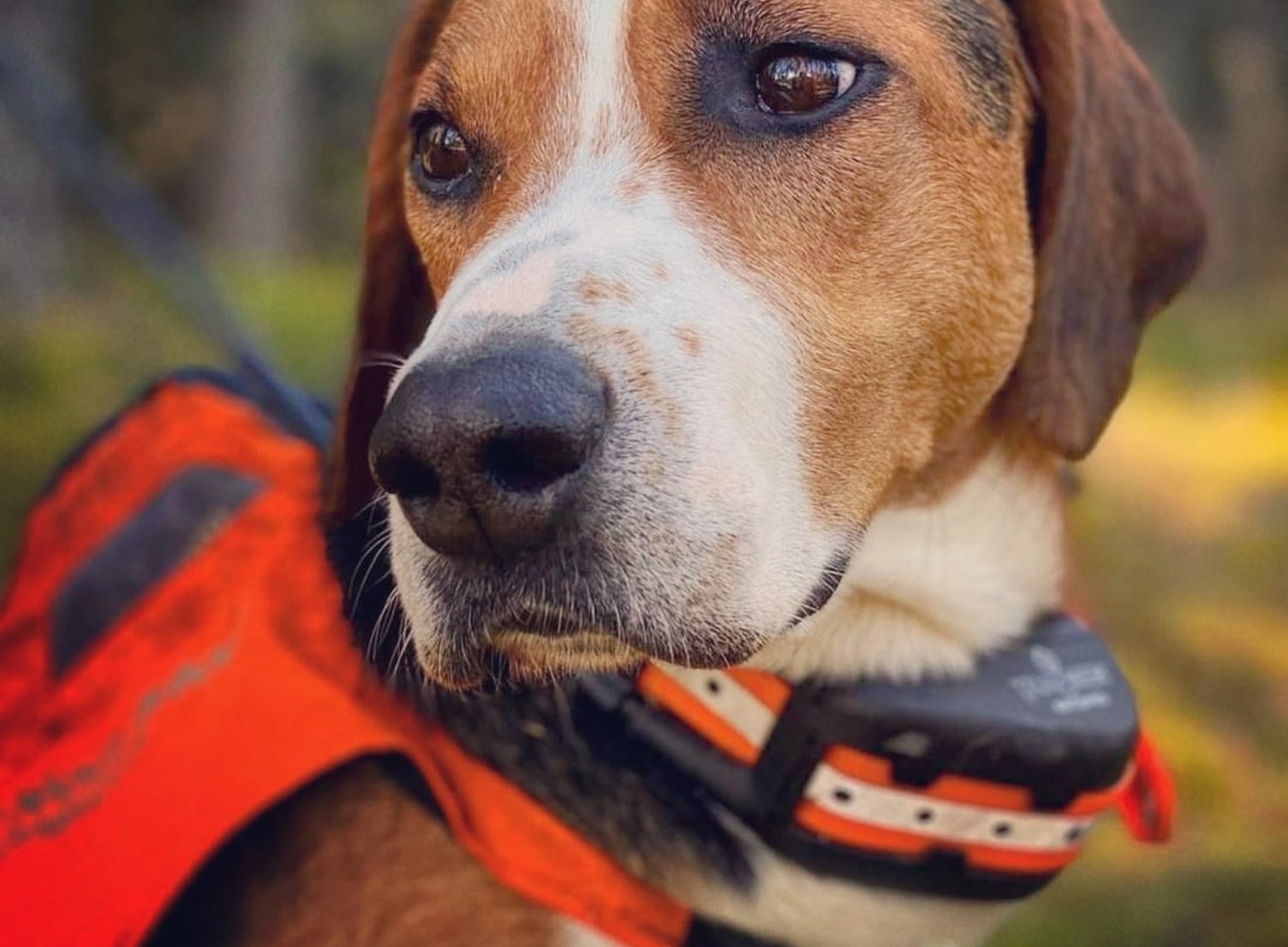 Collier GPS de repérage chien de chasse Rog Master & Speeder