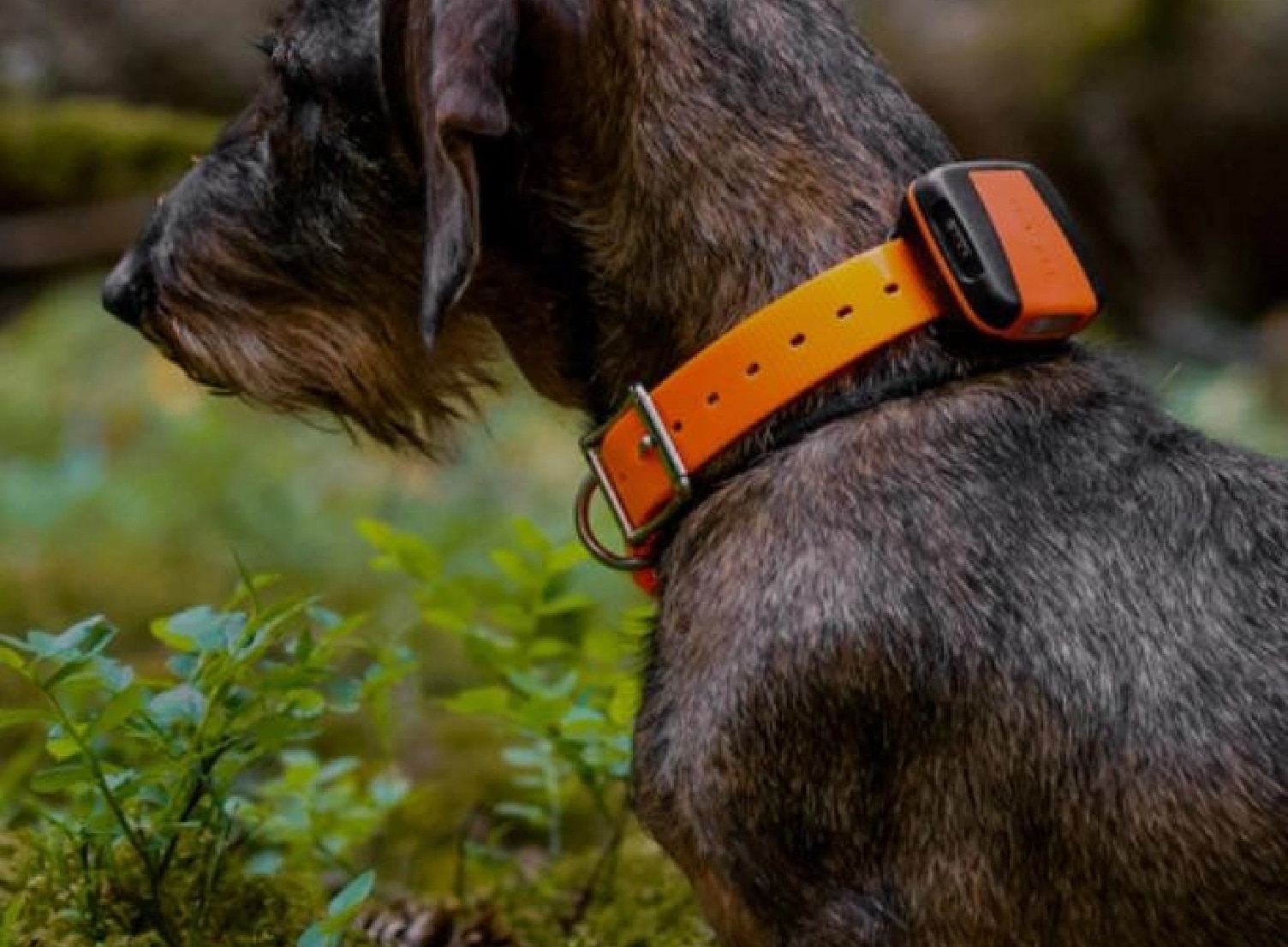 Collier GPS pour chien, repérage géolocalisation de chiens de chasse