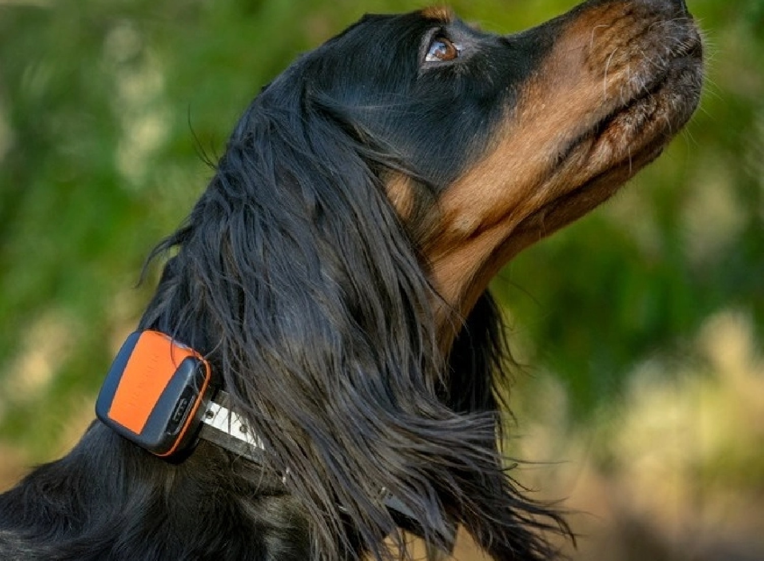 Traceur GPS chien longue distance - GEOVIE