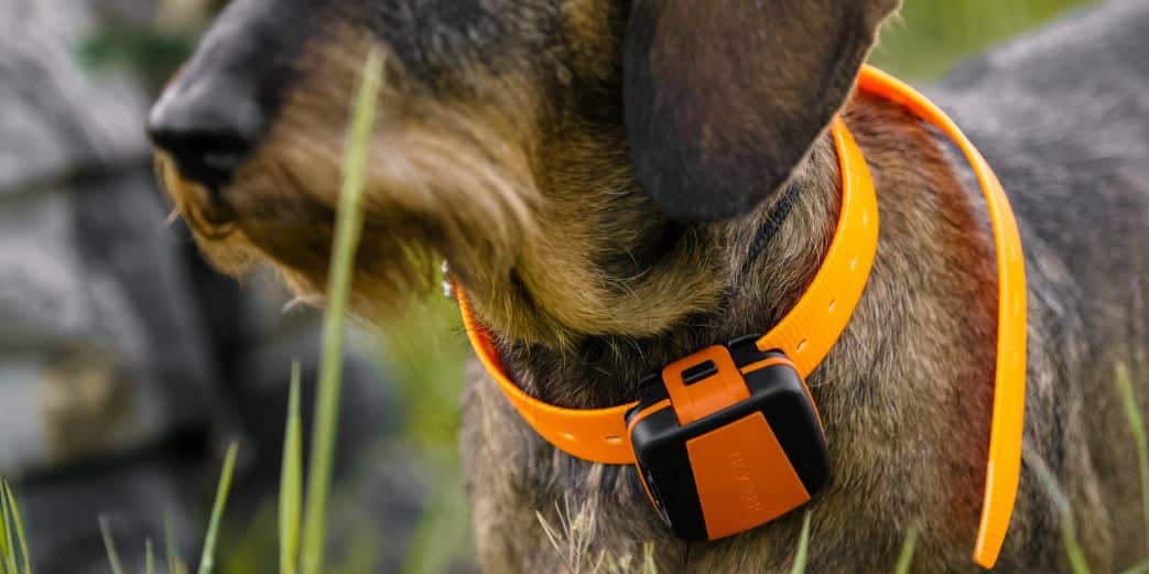 collier gps chien