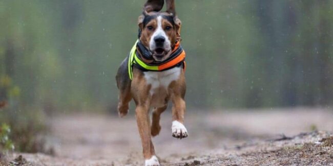 traceur-gps-chien-longue-distance Traceur GPS chien longue distance