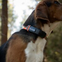 Collier de Repérage Tracker Luna – Image 3