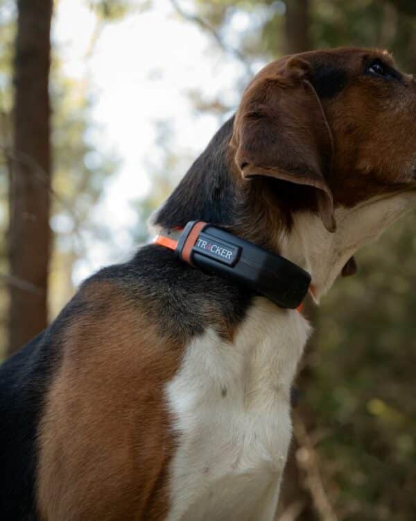 Collier de Repérage Tracker Luna – Image 3