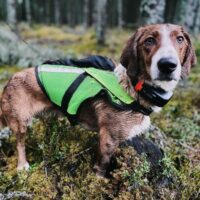 collier repérage tracker luna sur chien